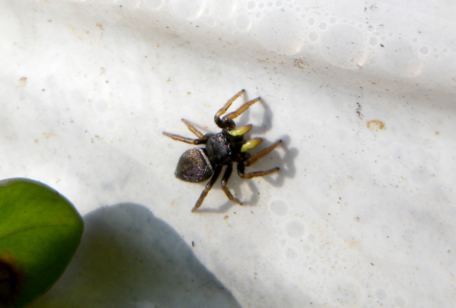 Heliophanus sp.